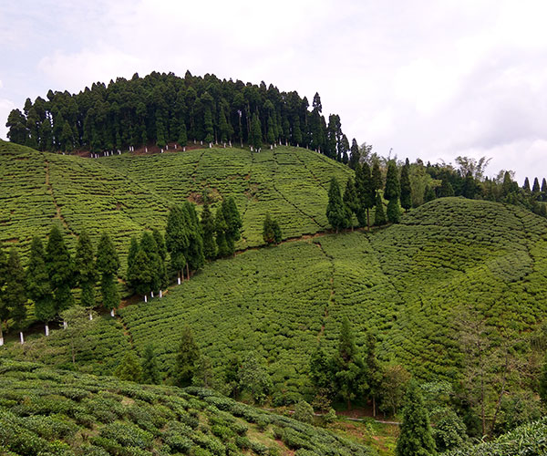Thurbo Tea Estate