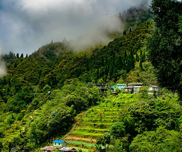 Bara Mangwa & Chota Mangwa