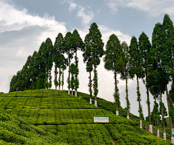 Gopaldhara Tea Estate